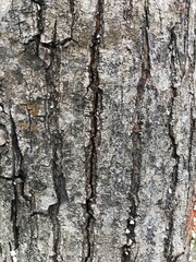 Naklejka premium Tree bark texture for background