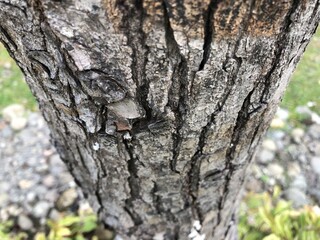 Tree bark texture for background