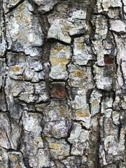 Tree bark texture for background