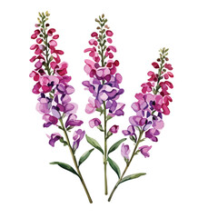 Naklejka premium Angelonia Watercolor illustration. isolated on white with clipping path