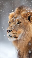 Naklejka premium lion isolated on winter background