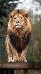 Obraz premium lion isolated on wooden background