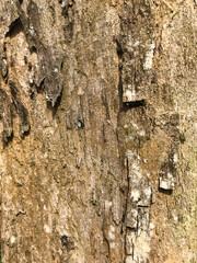 Tree bark texture for background