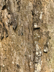 Tree bark texture for background