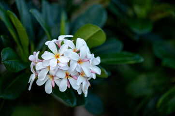 Pink and White Plumeria Flowers in Honolulu Hawaii.