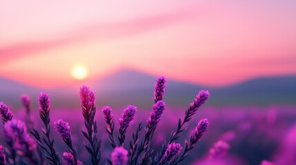 Beautiful Lavender Field at Sunset with Vibrant Colors and Soft Focus in the Background