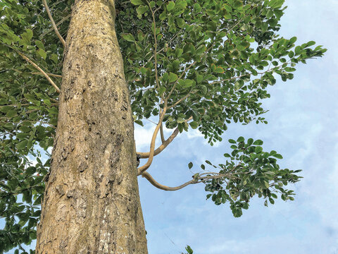 Angsana tree bark surface texture. This is a tropical tree that is famous for being expensive in Indonesia.