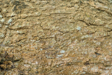Tree bark texture for background