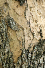 Tree bark texture for background