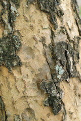 Tree bark texture for background