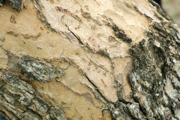 Tree bark texture for background