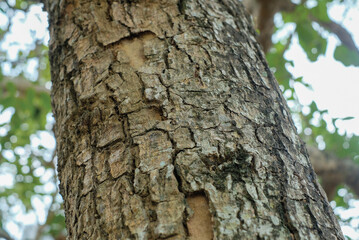 Tree bark texture for background