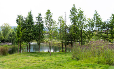 Metasequoia grows by the lake