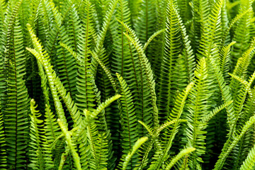 Background of Boston fern leaves