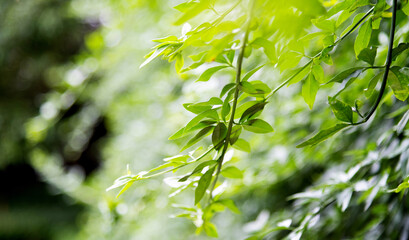 Background of beautiful green leaves