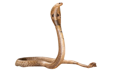 Snake png