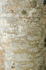 Tree bark texture for background