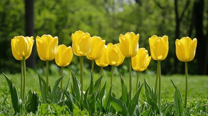 Obraz premium Yellow tulips in a field during spring, showcasing their natural beauty in an outdoor setting.