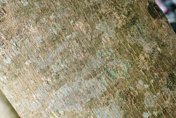 Tree bark texture for background