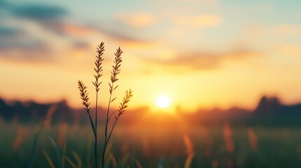 Fototapeta premium Tranquil Sunrise Over a Field with Silhouetted Grass Blades and a Soft, Colorful Sky