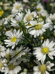 Fototapeta premium daisies in a garden
