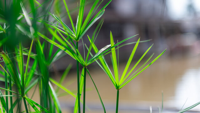 Papyrus plant grows in the sunlight in a pot