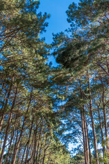 Beautiful scenery of tall, dense pine trees