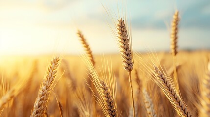Fototapeta premium Sustainable Agriculture and Environmental Social Governance (ESG) Concept in a Golden Wheat Field at Sunset