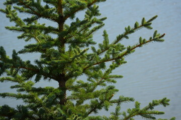Vivid green pine tree in front of calm light blue water