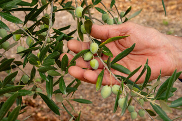 Close-up of fresh olives on an olive branch (Olea europaea) in an olive grove in Croatia in late...