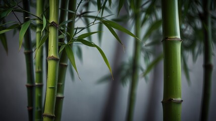 Obraz premium Close Up of Green Bamboo