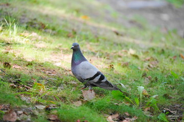 Obraz premium 地面を歩くドバト