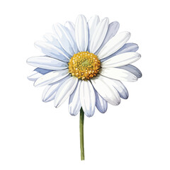 Fototapeta premium elegant beautiful white daisy flower watercolor isolated on white with clipping path