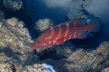 Red coral grouper, scientific name is Cephalopholis miniata, it is marine predator inhabiting coral reefs of the Red Sea, Sinai, Middle East 
