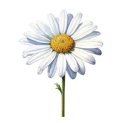 Fototapeta premium elegant beautiful white daisy flower watercolor isolated on white with clipping path