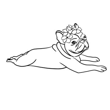 recommend clip art: French bulldog  has flowers on his head. flat muzzle.  Black and white sketch. drawn with a line.
