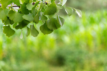 Background of ginkgo tree leaves