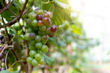 Green grapes on the vine