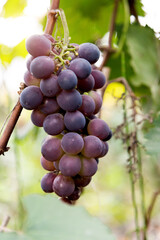 Purple grapes on the vine