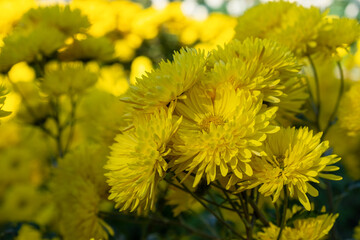 Yellow chrysanthemums autumn garden. Bright sunlight through the flower petals. Beautiful abstract background of yellow petals in selective focus. The natural layout of the postcard. Floral background