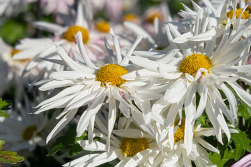 Background of white chrysanthemum flowers on a blurry garden background. Beautiful chrysanthemums bloom in the autumn garden. Atmospheric autumn floral background. Mother's Day postcard, copy space