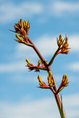 Yellow Kangaroo Paw in bloom