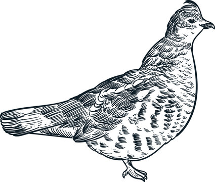 hand drawn sketch of Ruffed grouse bird