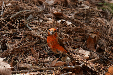 枯れ葉の上に立つ春のイスカ