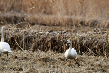 Obraz premium 早春のアメリカコハクチョウ