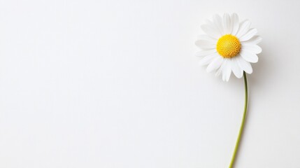 Obraz premium Daisy Blossom on Pure White, a delicate daisy showcasing its intricate petals, set against a minimalist backdrop, emphasizing elegance and simplicity in a serene composition