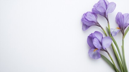 Iris Blossom on White Canvas, delicate petals showcasing vibrant hues, minimalist presentation emphasizing beauty and elegance, inviting calmness and tranquility in simplicity