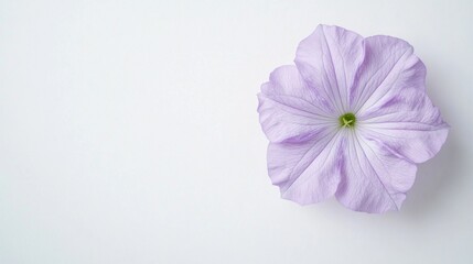 Petunia Bloom Serenity, vibrant petunia flower against a pristine white backdrop, emphasizing its delicate petals and pure beauty in a minimalist setting with ample negative space