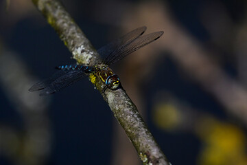 Herbst-Mosaikjungfer // Migrant hawker (Aeshna mixta)