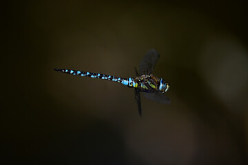 Migrant hawker // Herbst-Mosaikjungfer (Aeshna mixta)